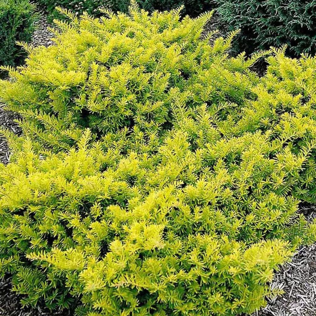 Тис Саммерголд 