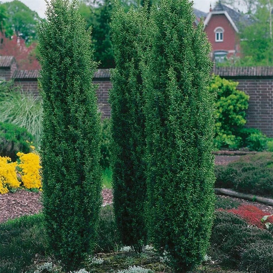 Тис Фастигиата