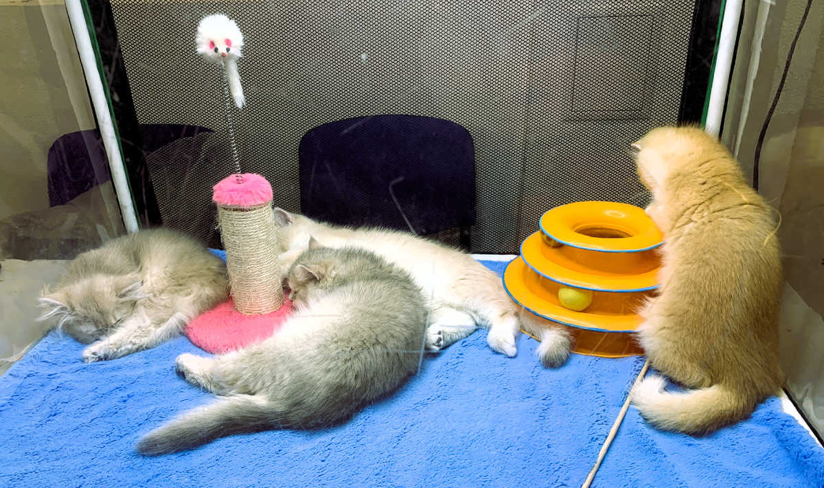 Личное фото. Выставка кошек