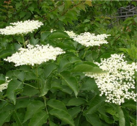 цветки черной бузины, применение