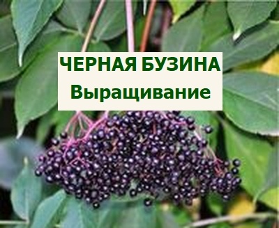 ягоды черной бузины, применение