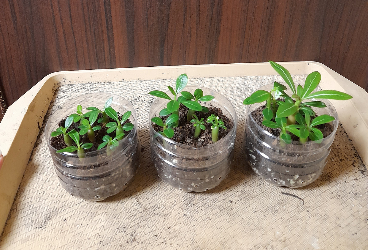 Слева направо: кокос; кокос с Терра Вита; кокос, Терра Вита и биогумус