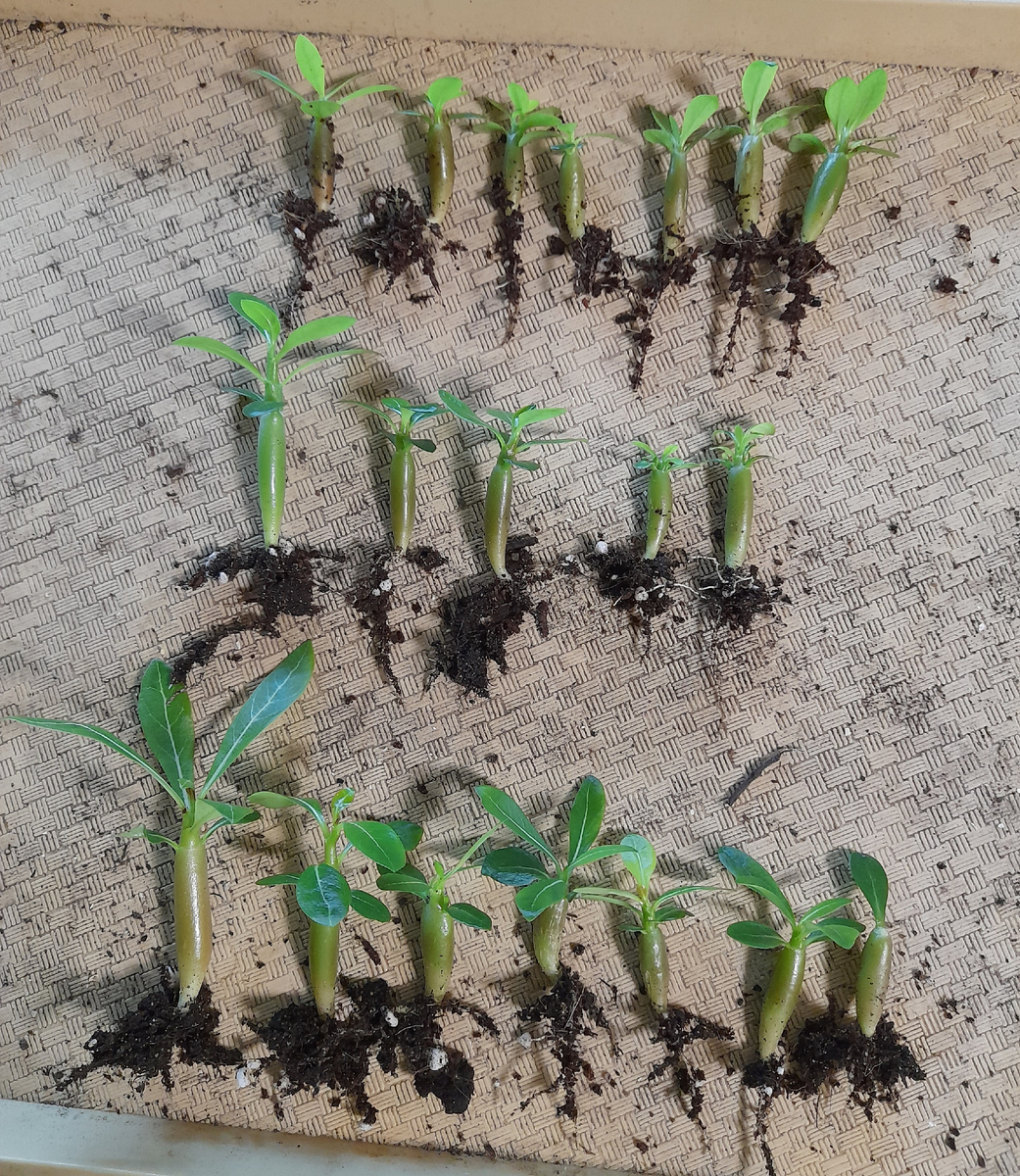 Сверху вниз: 1 группа, 2 группа, 3 группа