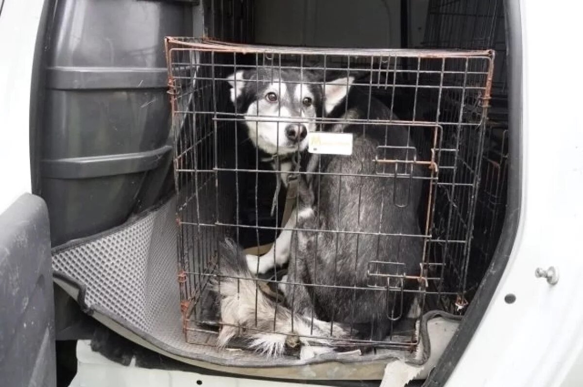    В Керчи маламута забрали от владельца из-за жалоб соседей на постоянный лай