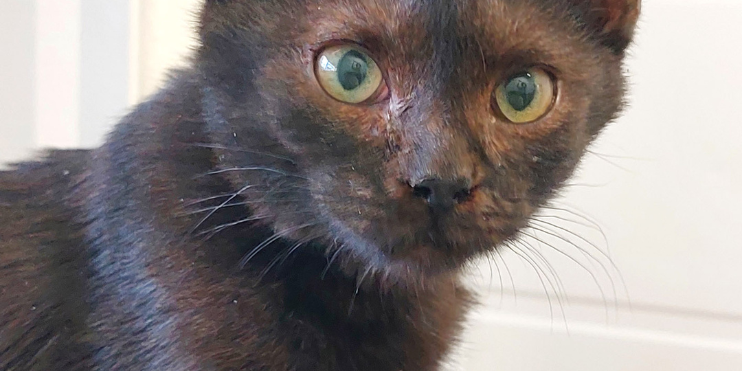 Котик КАШТАНЧИК ищет дом🏡