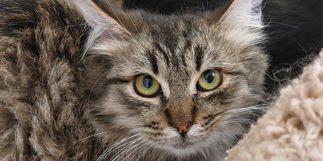 Котик САВЕЛИЙ ищет дом🏡