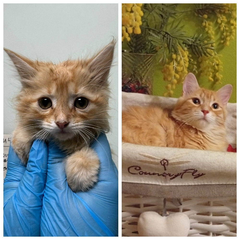 Солнечный Мультяша обрёл домашнее счастье 30 августа 2025 года.