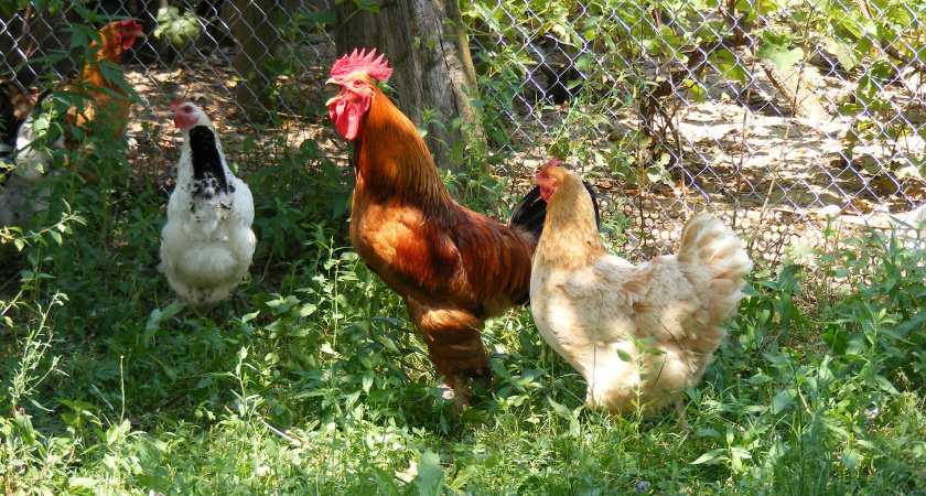    Фотография freepik.com