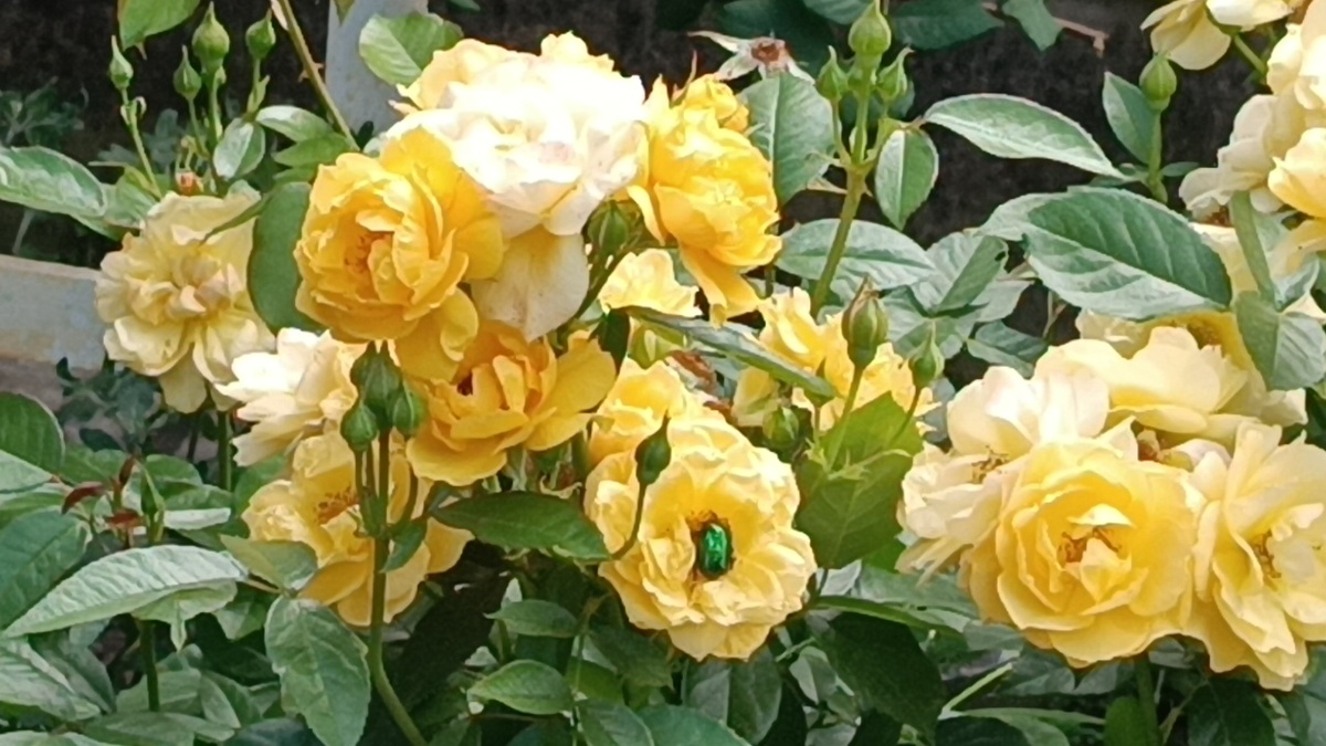  «Julia Child» («Джулия Чайлд»)