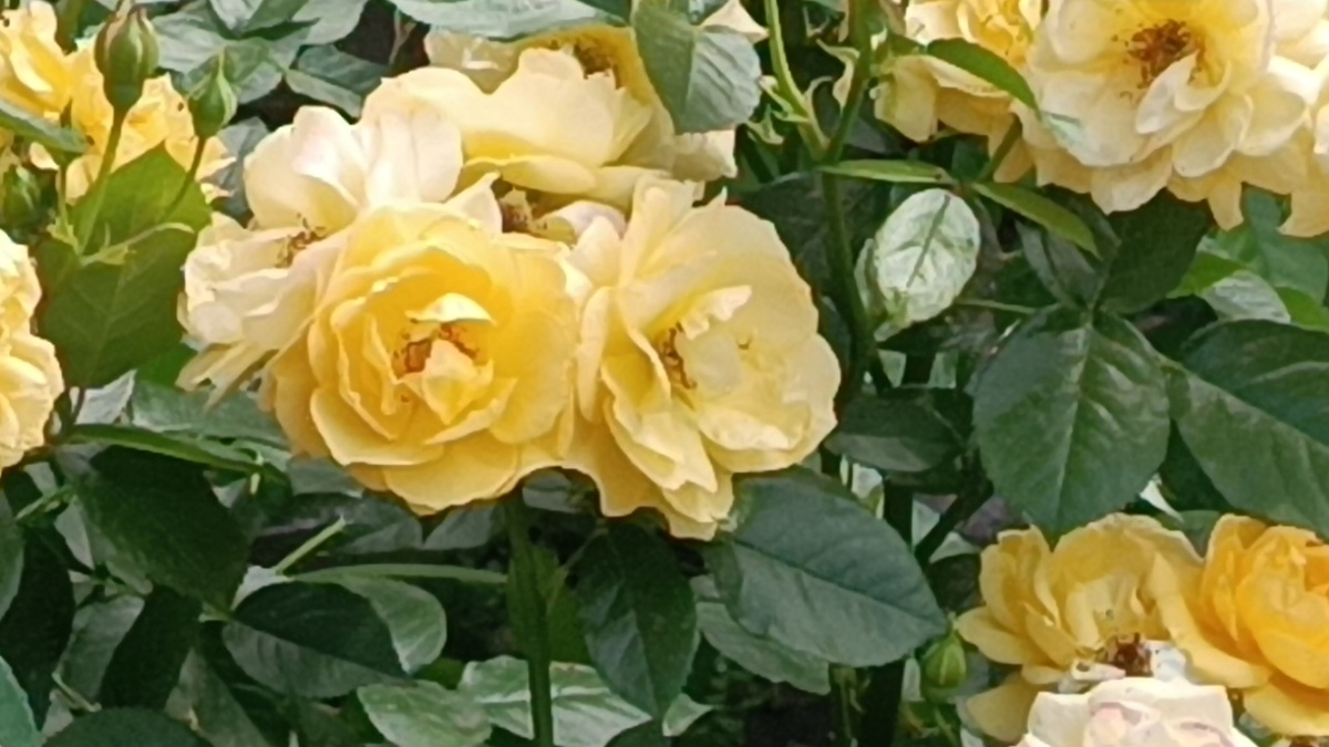  «Julia Child» («Джулия Чайлд»)