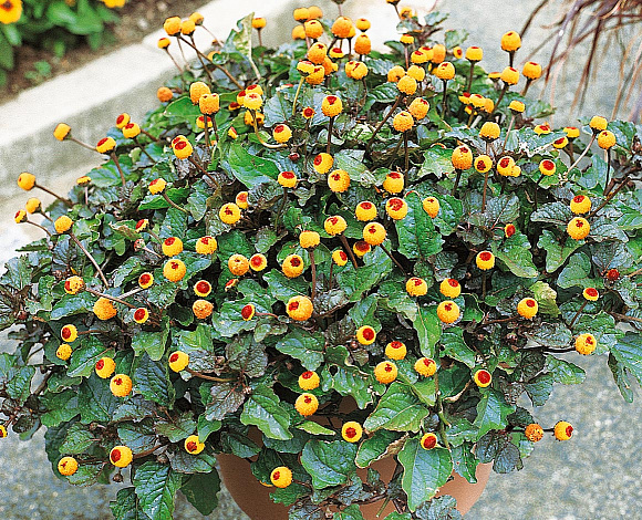 Спилантес Бэмби, Пик-а-бу