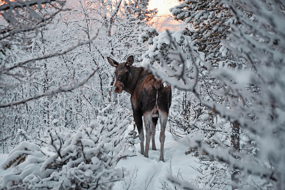    Shutterstock/FOTODOM