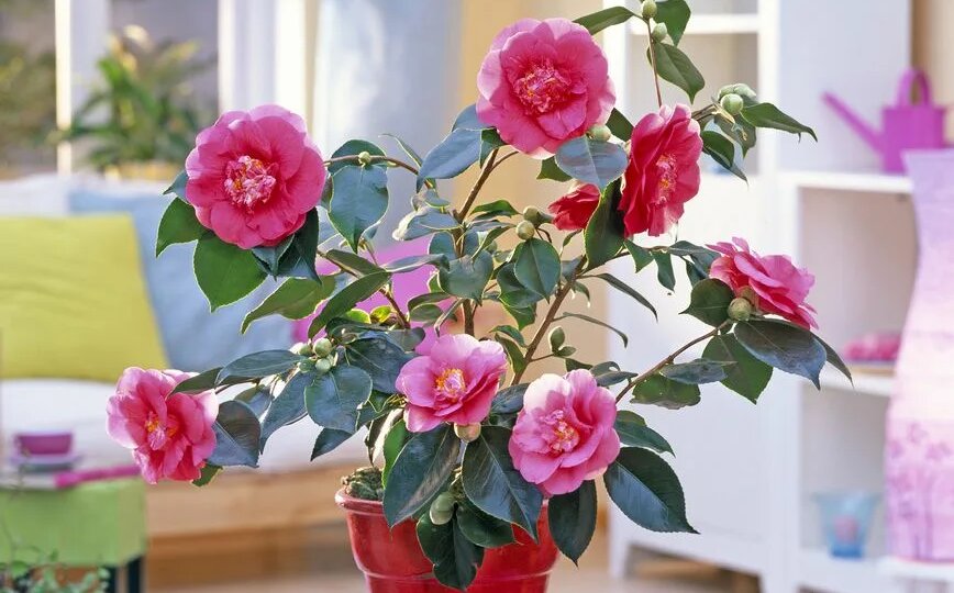 Какие домашние растения цветут зимой