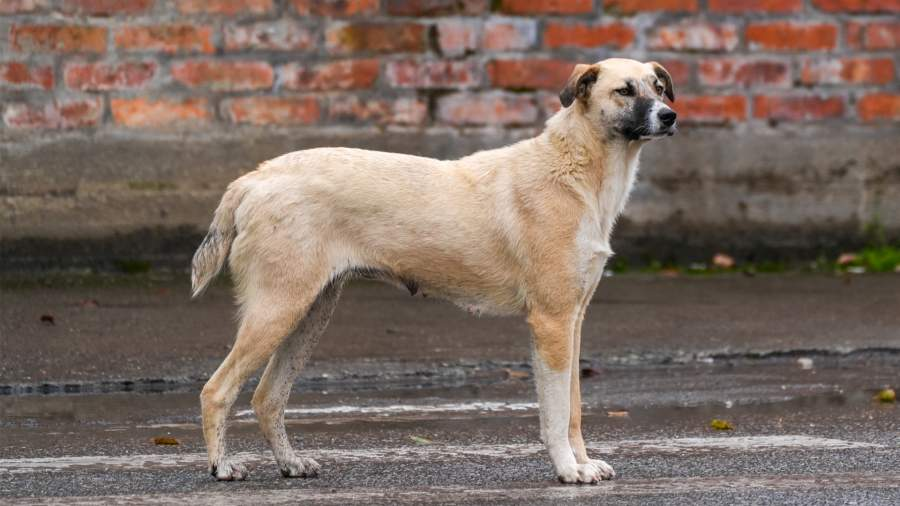 Фото: ИЗВЕСТИЯ/Эдуард Корниенко