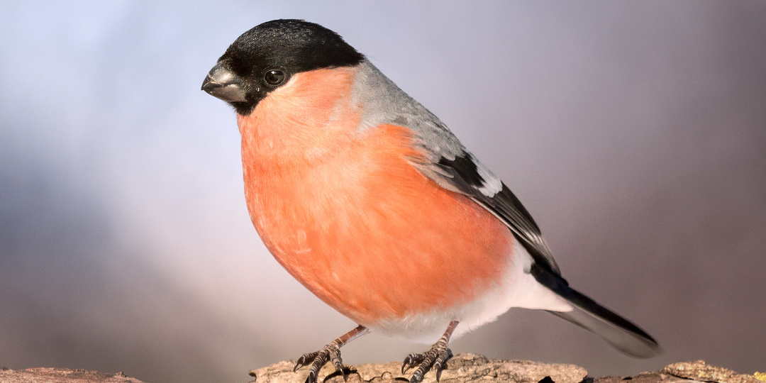 Врата зимнего королевства. Первые шаги декабря. Фотографии дикой природы.