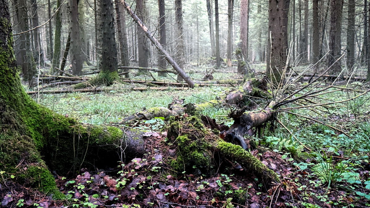 Малахитовые острова и валежник
