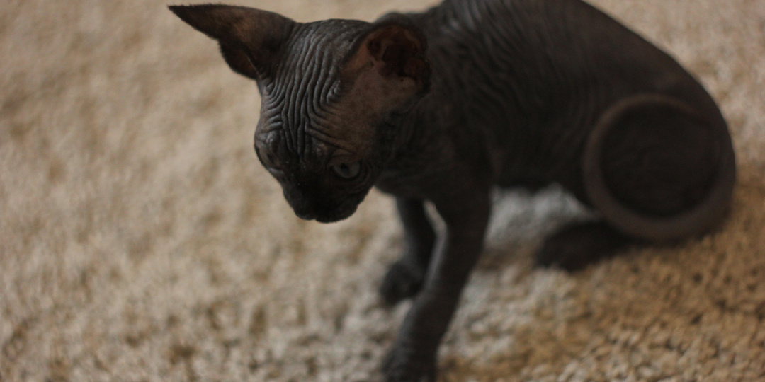 Первая ночь сфинкса дома: как пережить 72 часа без ночных концертов и поисков под диваном. Гайд от зоопсихолога