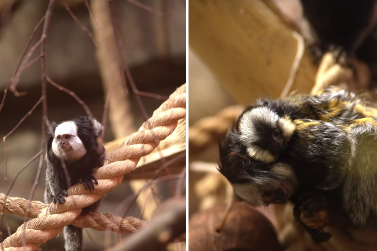 Скриншот: видео t.me/nsk_zoo