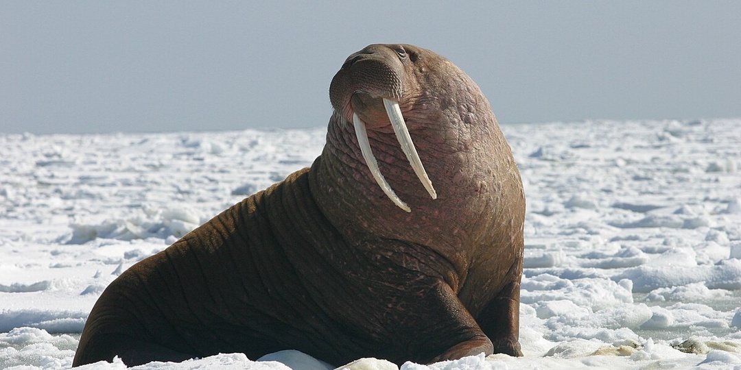 10 самых глубоко ныряющих млекопитающих на планете