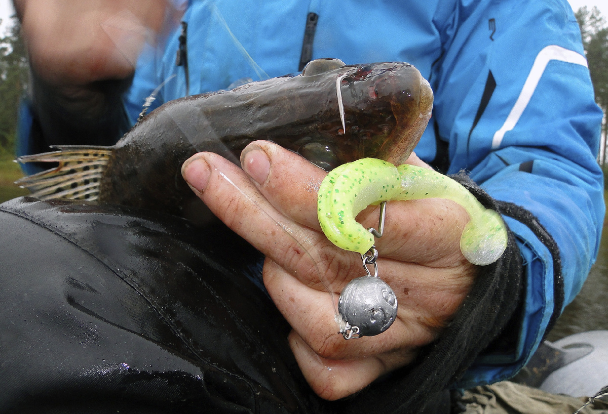 Река Молога 2019 год, где-то между Устюжной и поселком имени Желябова... 