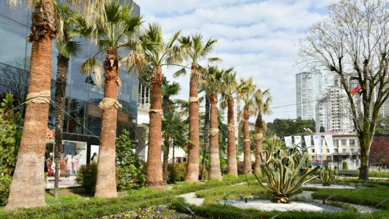 Зеленый капитал Сочи: на курорте в 2025 году финансирование компенсационного озеленения увеличили в 1,5 раза