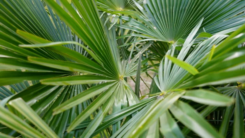 фото: пресс-служба администрации Сочи