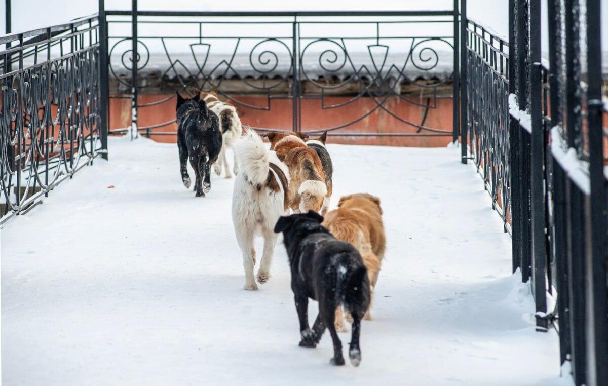    © Константин Долгановский