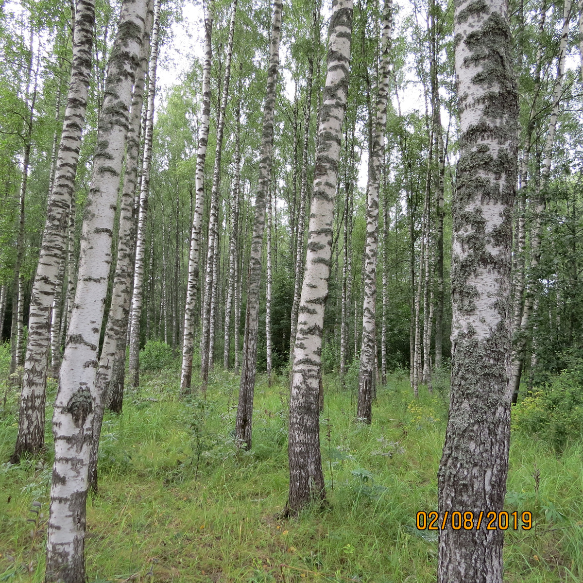 Фото Лидии Бам. Тут могут расти сетчатые белые