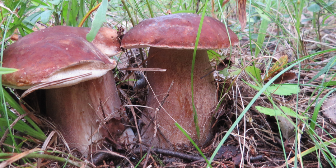 Обыкновенное счастье - грибное и лесное