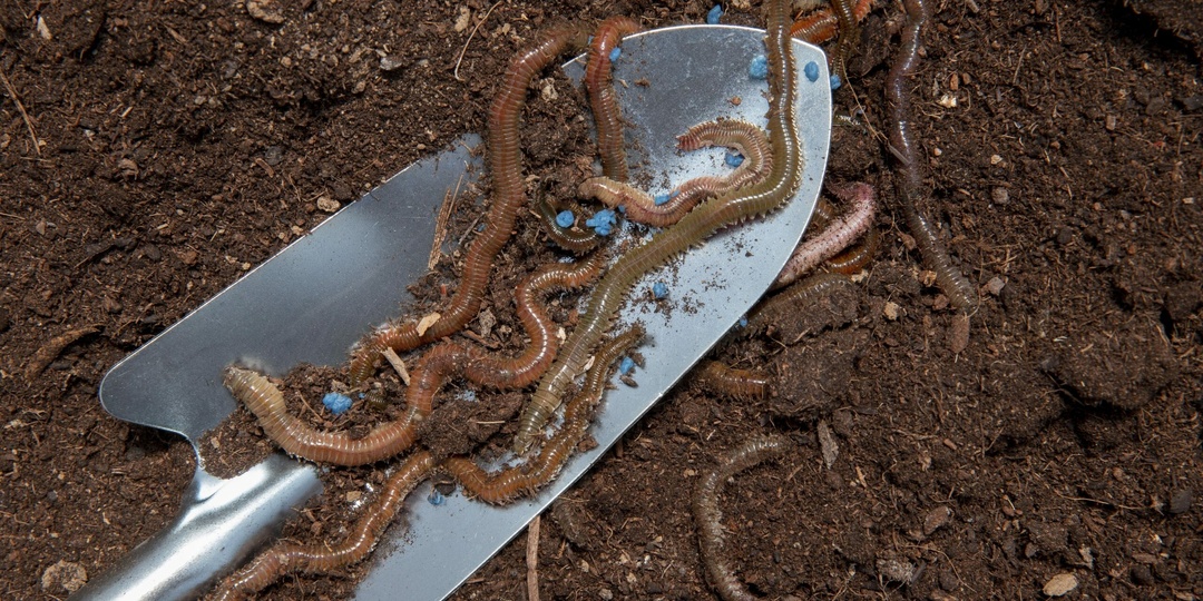 Поймали с живым грузом: туристка везла в брюках килограмм червей