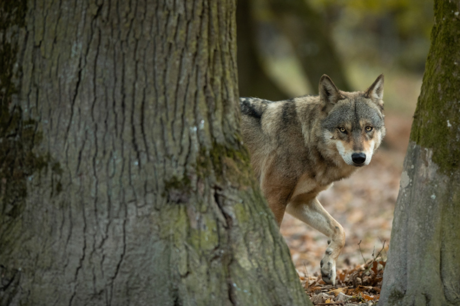    Shutterstock/FOTODOM