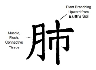 Иероглиф "Лёгкие"