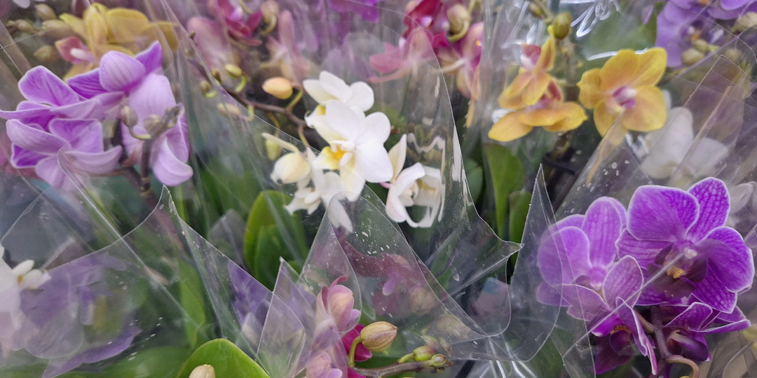 Орхидеи микро/Классные Онцидиумы! Лемана ПРО Амбар Самара 06.12.25. И что в Ашане.