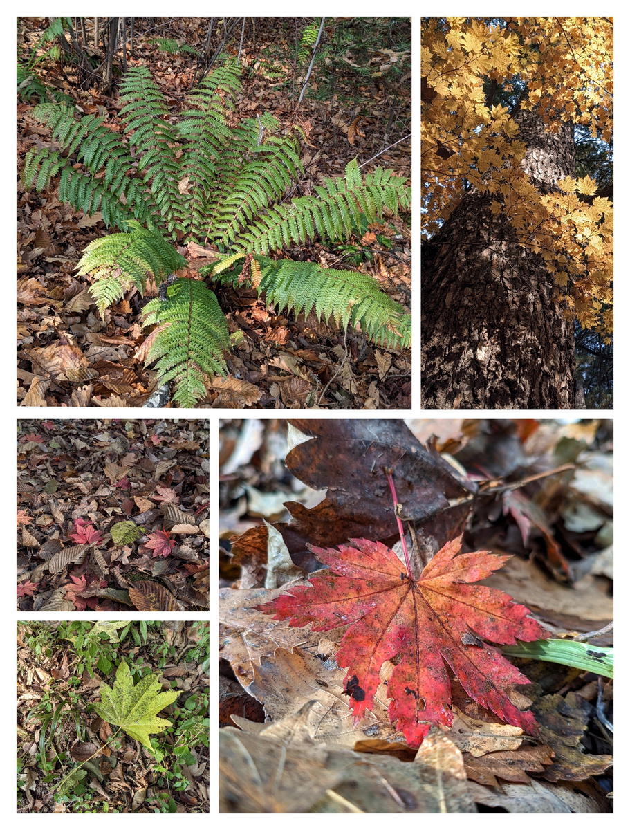 Даже в конце октября в ботаническом саду можно увидеть разнообразие растений. 