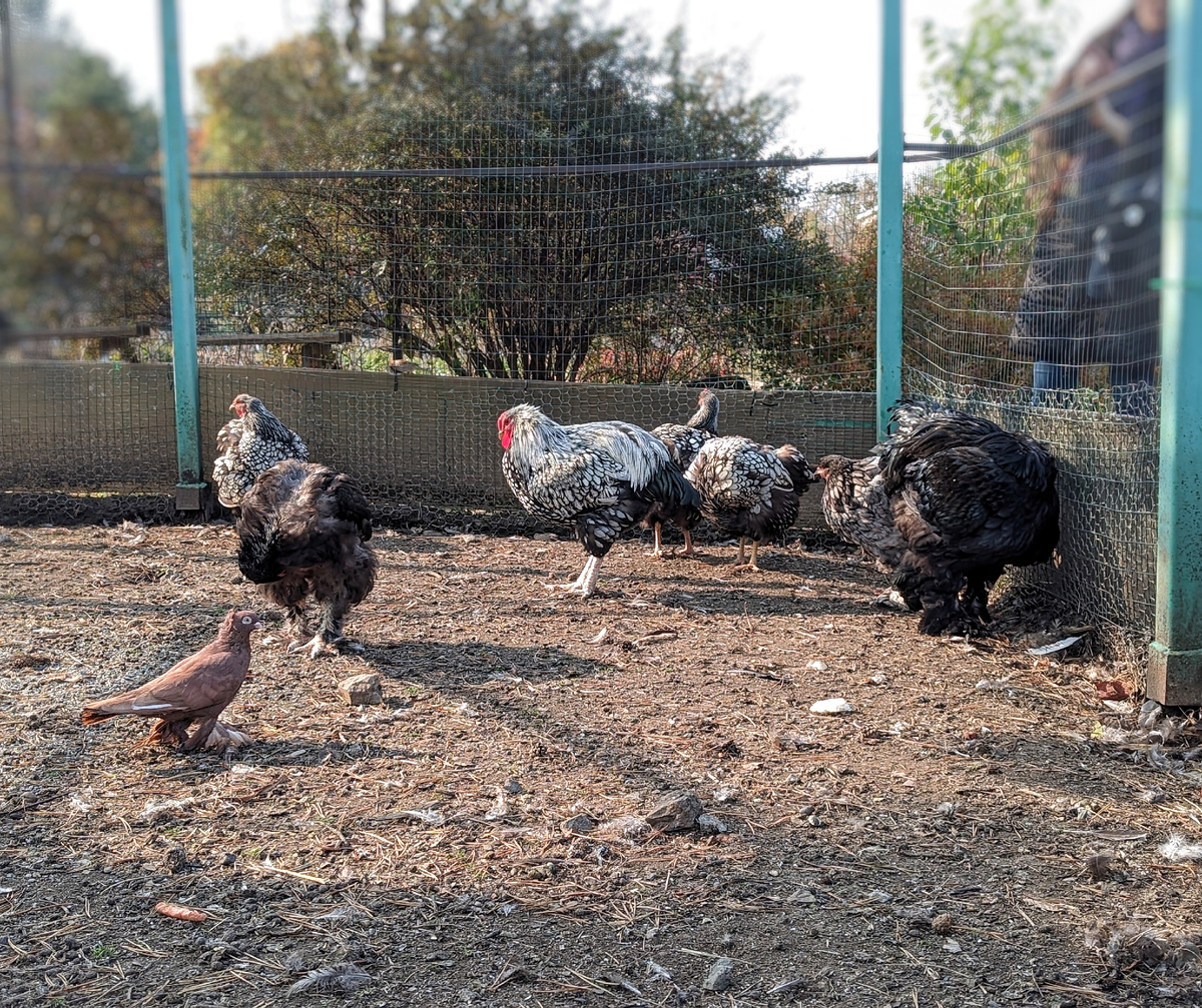 Курочки, голуби и, если повезёт, ручные фазаны могут встретиться в этом птичнике. 