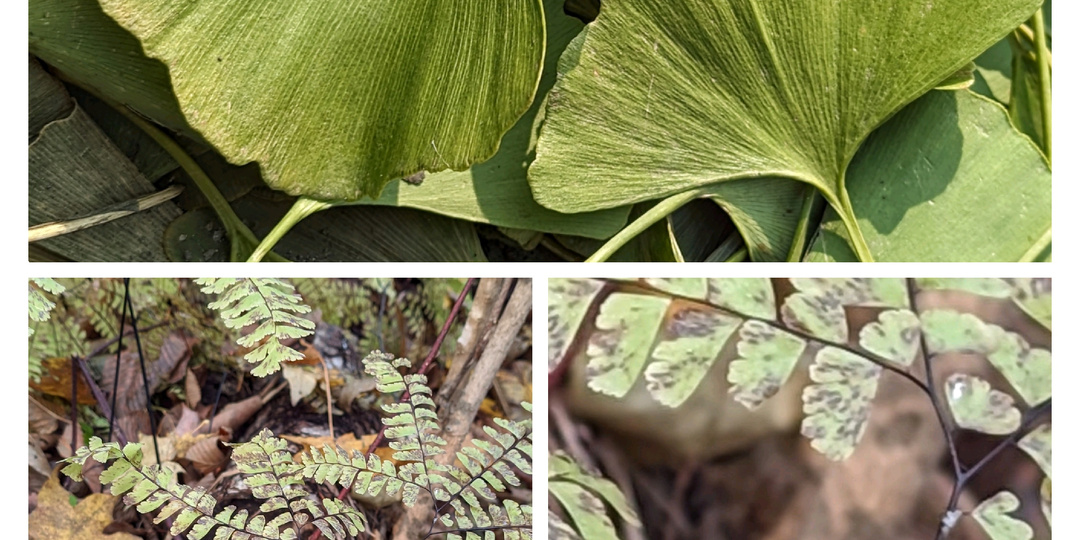 В ботаническом саду осенью. Часть 2.