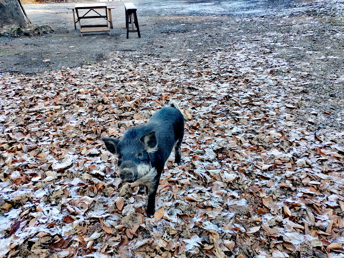 Вьетнамская свинка на парковке у пещеры "Нежная". Их было три - попрошайки жуткие )) Фото автора