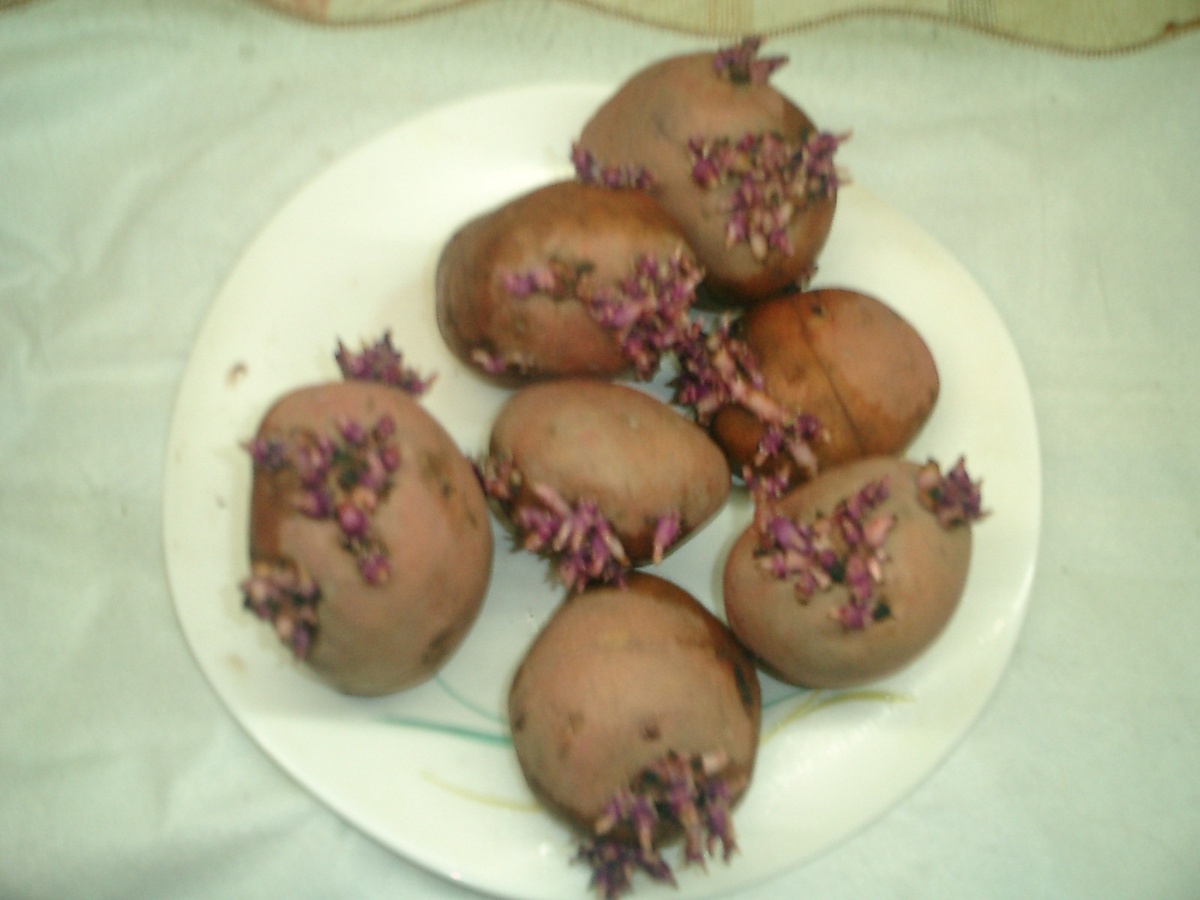 Клубень с здоровыми ростками