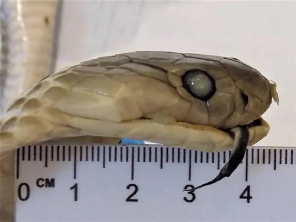    Фото: пресс-служба ФТС России