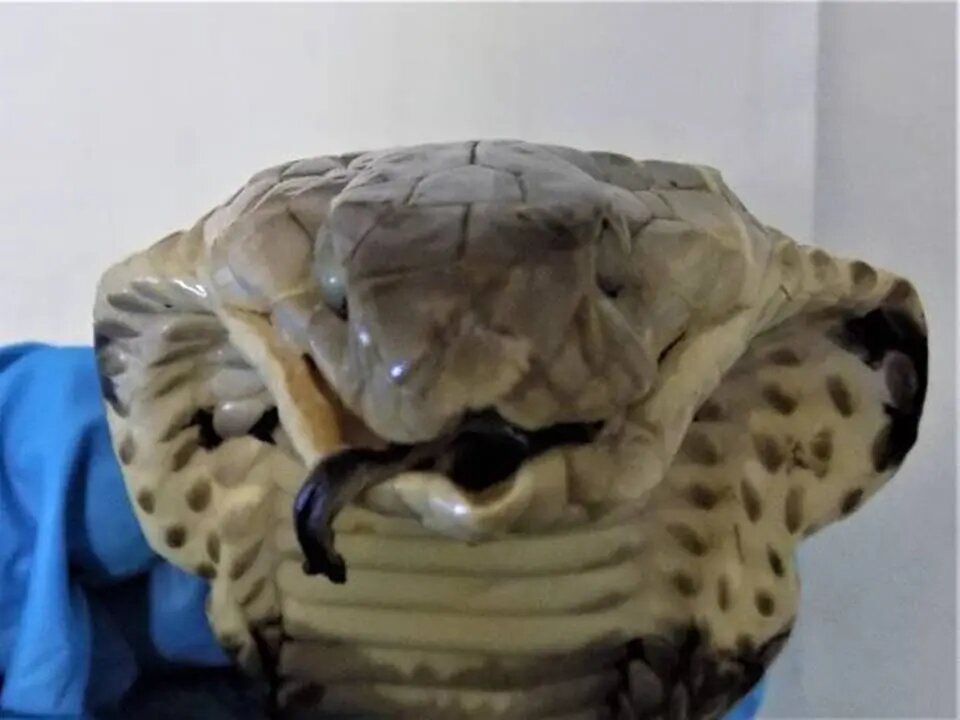    Фото: пресс-служба ФТС России