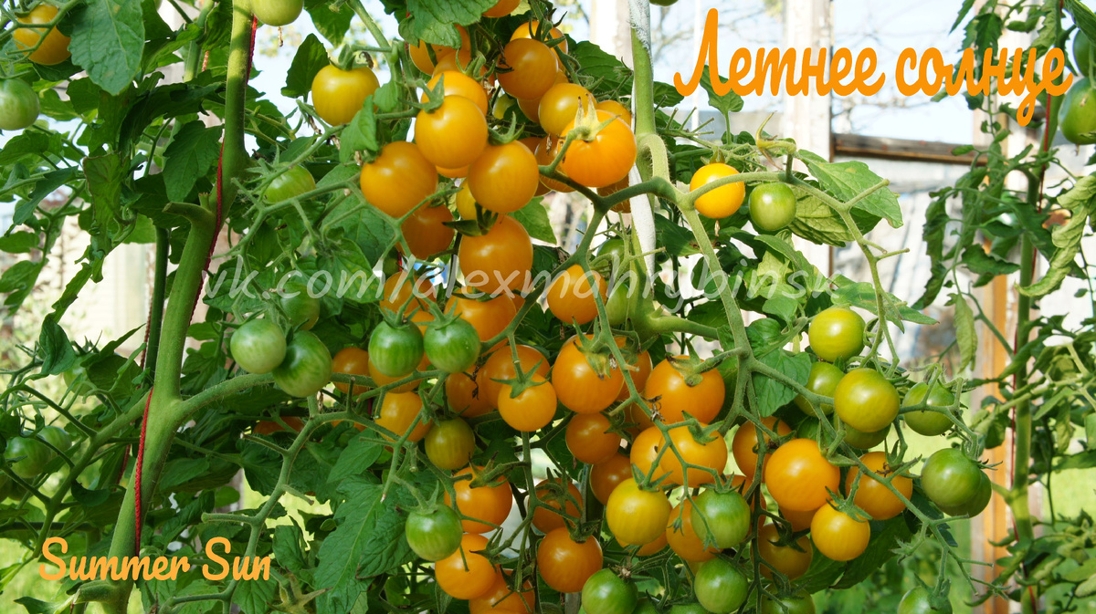 Летнее Солнце (Summer Sun) Израиль