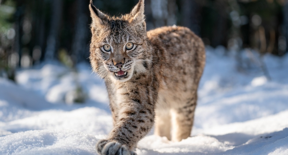Шесть удивительных фактов о рысях, которые поражают воображение