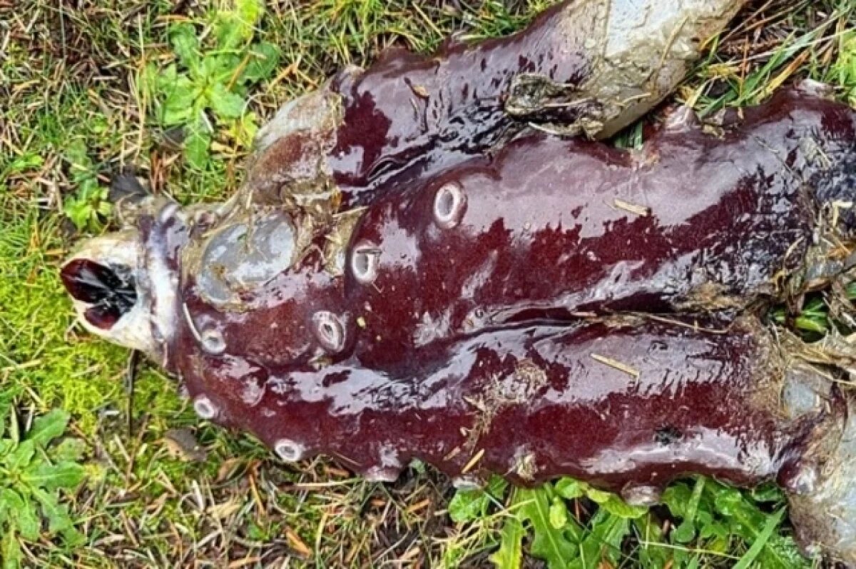    В Шотландии на популярный пляж выбросило загадочное существо с 7 щупальцами