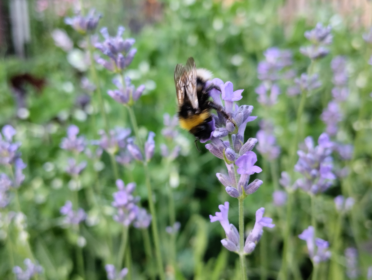 Лаванда вместо заборчика