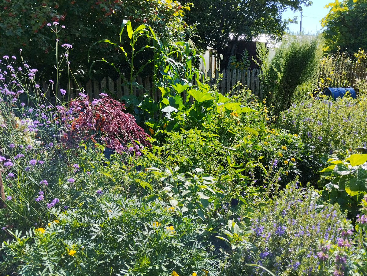 Мой огород в 2025