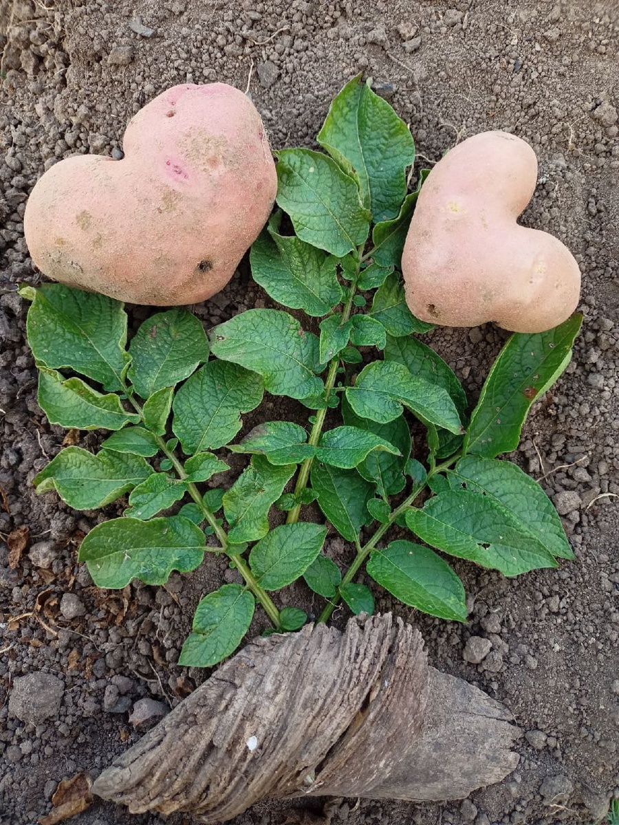Даже картошка умеет проявлять благодарность за хороший уход) / здесь и делее - фото автора