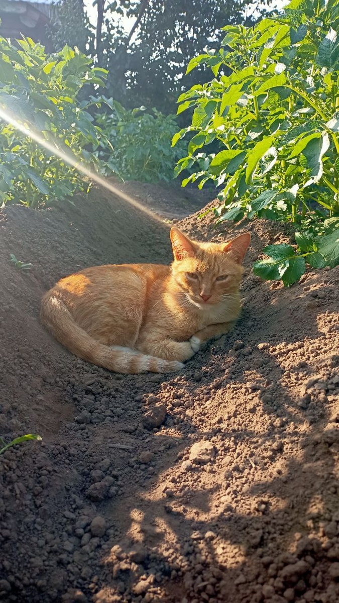Незаменимый помощник получает инсайт из космоса о том, как правильно ухаживать за картошкой