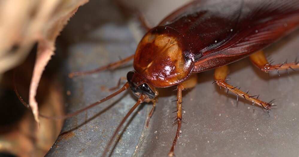 Выводим тараканов навсегда: пошаговая инструкция для вашей квартиры
