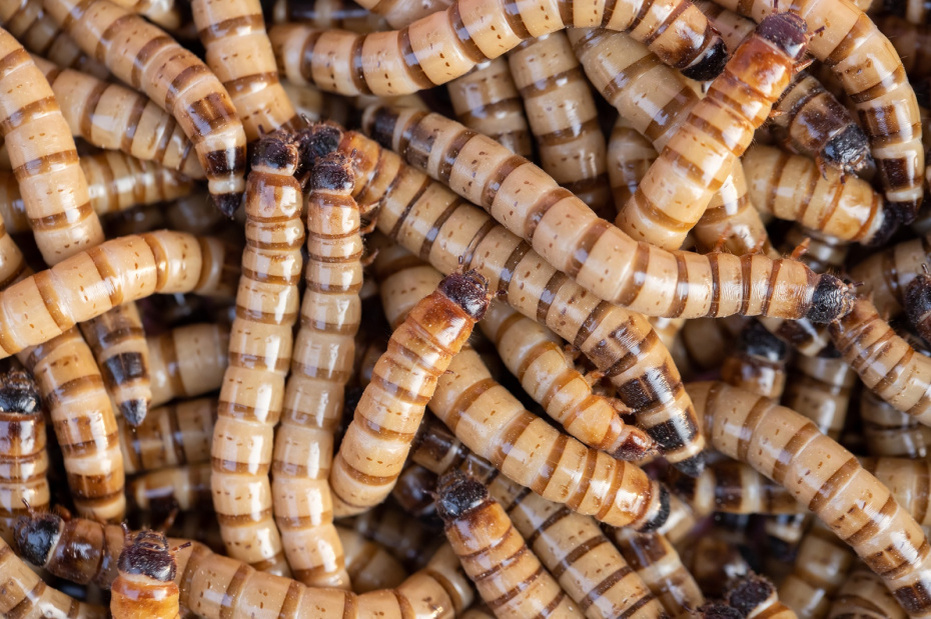    Shutterstock/FOTODOM