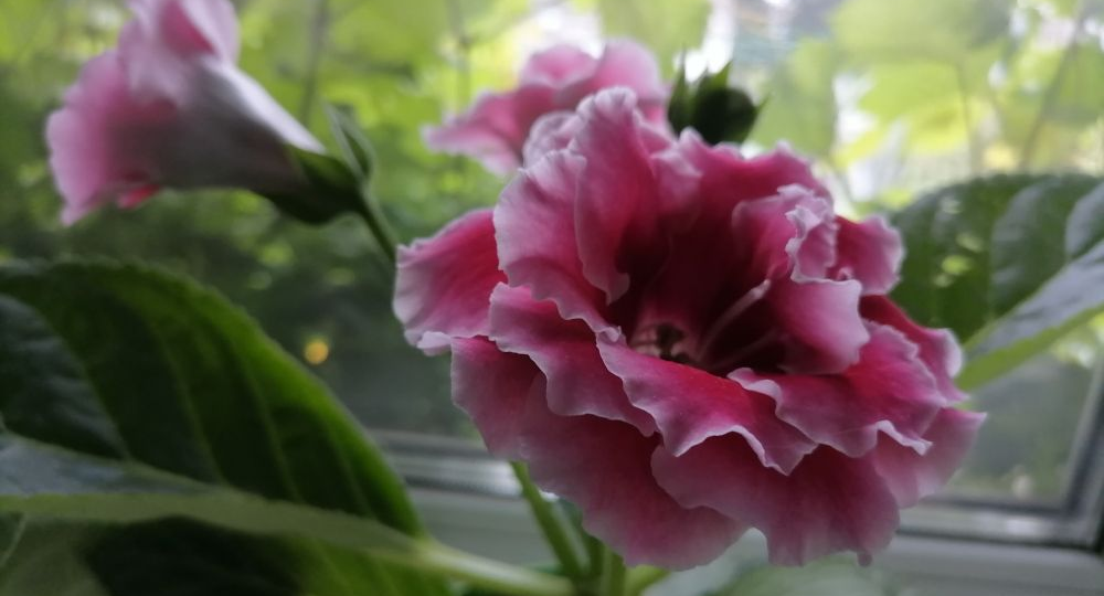 Какие цветы можно сажать в декабре, а лучше в январе?